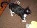 Thumbs/tn_Katze_Pandora_ist_es_langweilig[1].jpg